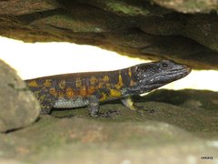 Pseudocordylus microlepidotus microlepidotus