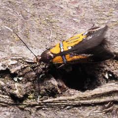 Schiffermuelleria schaefferella
