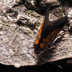 Schiffermuelleria schaefferella
