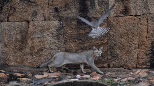Domestic Cat