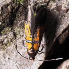 Schiffermuelleria schaefferella