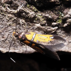 Schiffermuelleria schaefferella