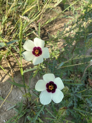 flower-of-an-hour
