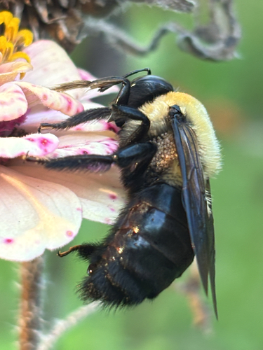 Eastern Carpenter Bee