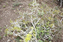 Painteria elachistophylla