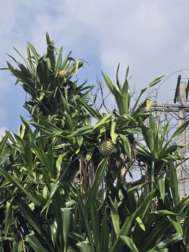 Pandanus dubius observed 2026-09-04