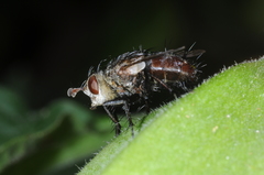 Vibrissomyia