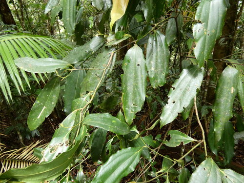 Cryptocarya grandis, 2026-09-02