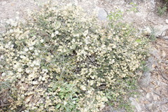 Painteria elachistophylla