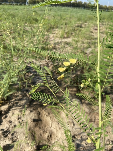 Sesbania Pea