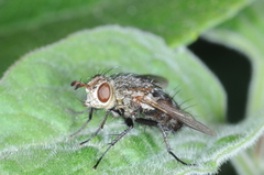 Vibrissomyia