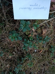 Vaccinium vitis-idaea