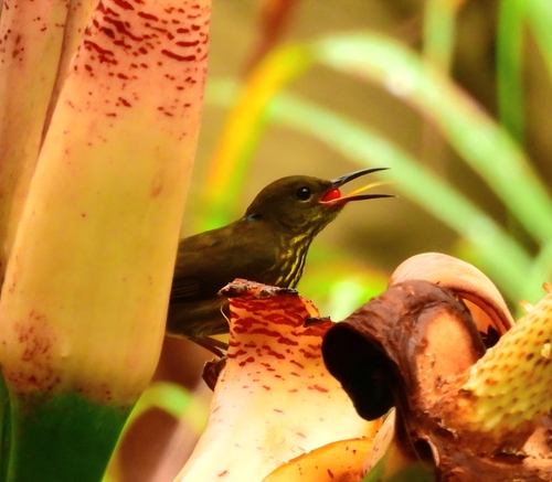 Purple-naped Spiderhunter