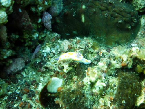 Ceratosoma amoenum