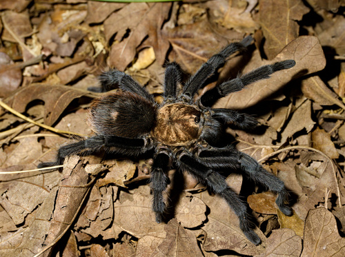 Texas Brown Tarantula