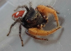 Phidippus cruentus