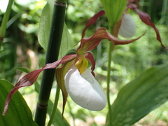 Cypripedium montanum, photograph (c) Bryce Johnson, some rights reserved (CC BY)