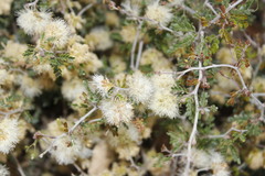 Painteria elachistophylla