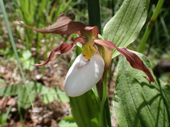 Cypripedium montanum