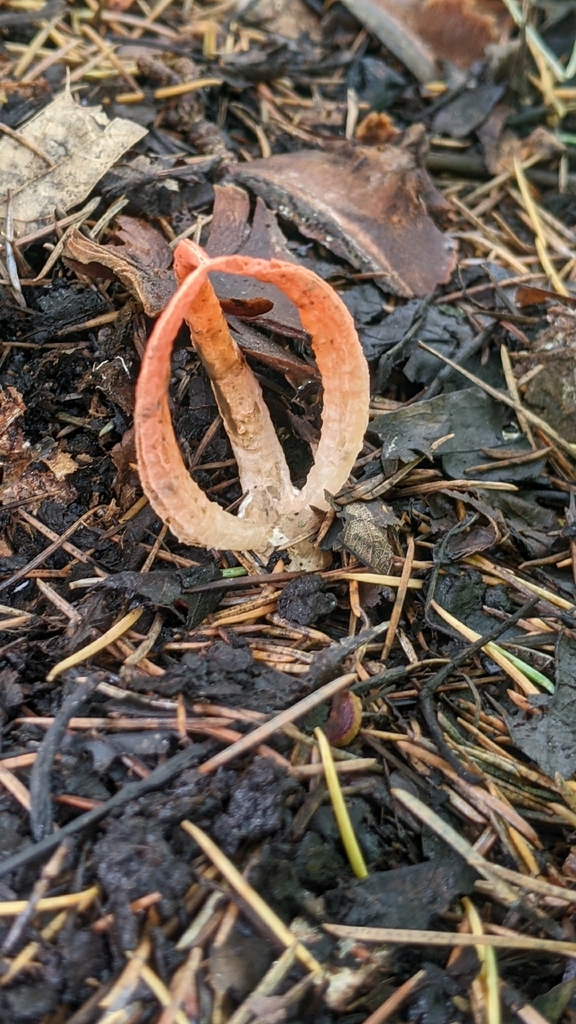 stinky squid · September 2026 · photo: Photo: (c) Maria Aghazarian, some rights reserved (CC BY) · iNaturalist