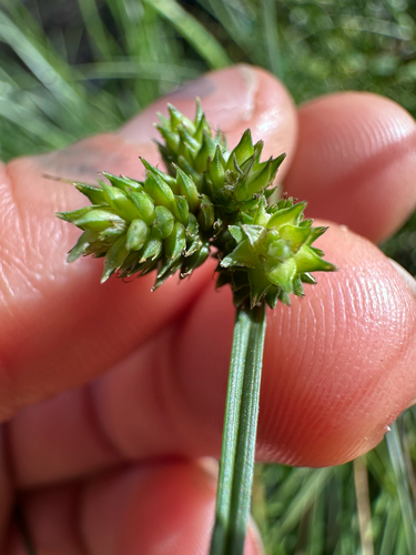 Carex inversa observed 2026-09-04