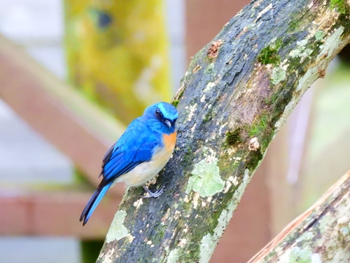Cyornis turcosus observed 2026-08-29