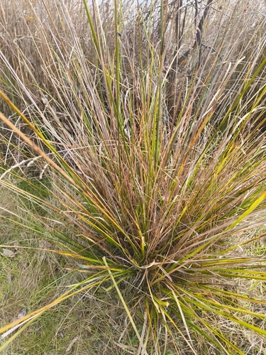 Carex appressa, photograph 2