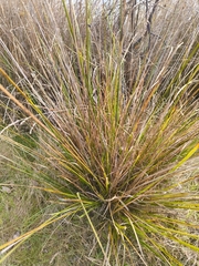 Carex appressa, photograph author not stated, no rights reserved