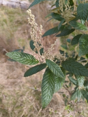 Pomaderris apetala