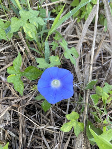 ivy-leaved morning-glory
