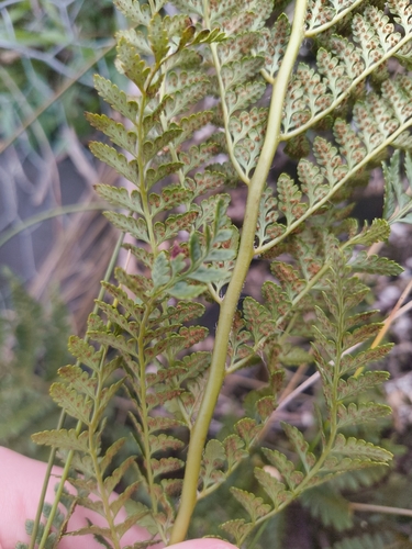 Polystichum proliferum, photograph 5