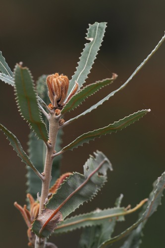 Banksia menziesii, photograph 2