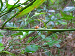 Celyphus difficilis