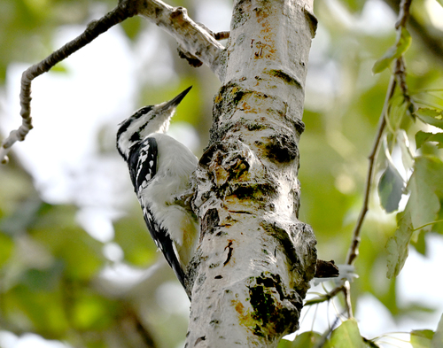 Hairy Woodpecker