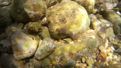 Lepadogaster lepadogaster
