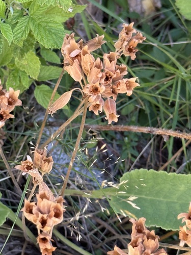 Primula elatior, photograph 2