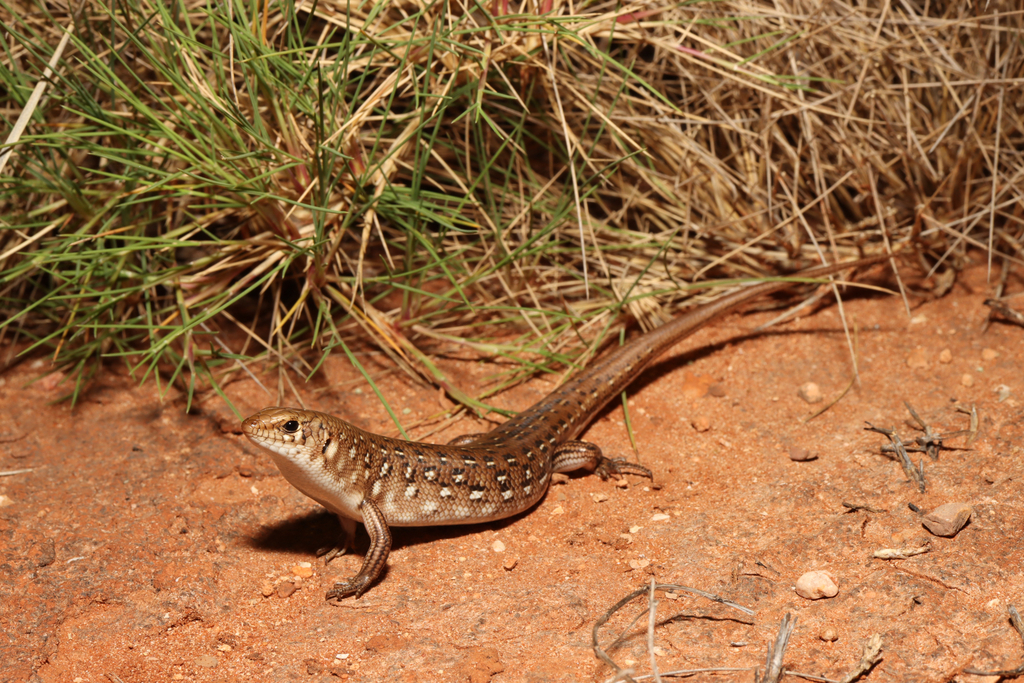 Leopard Ctenotus