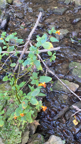 common jewelweed