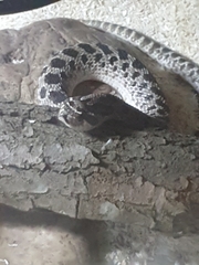 Heterodon