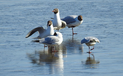 Chroicocephalus ridibundus