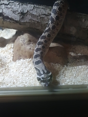 Heterodon