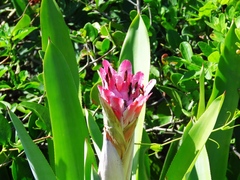 Quesnelia quesneliana