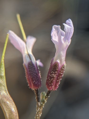 Image of Boechera parishii by no rights reserved
