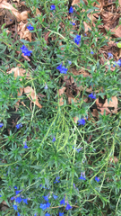 Glandora prostrata