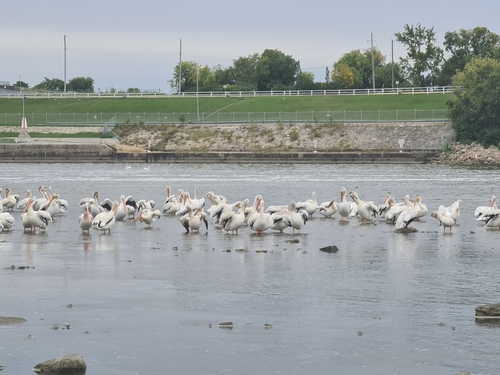 American White Pelican