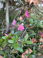 Rhododendron simsii