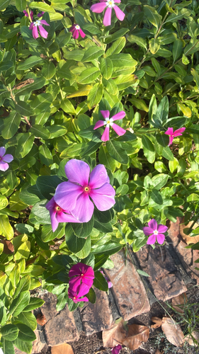 Madagascar Periwinkle