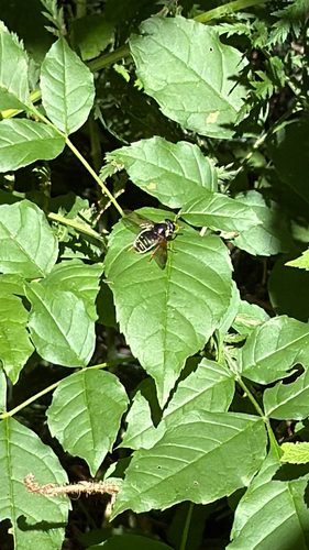 Narrow-banded Pond Fly photo 6