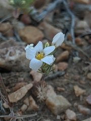 Linanthus killipii