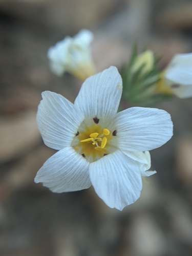 Image of Linanthus killipii by no rights reserved